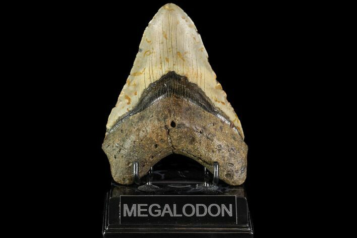 Fossil Megalodon Tooth - North Carolina #109734
